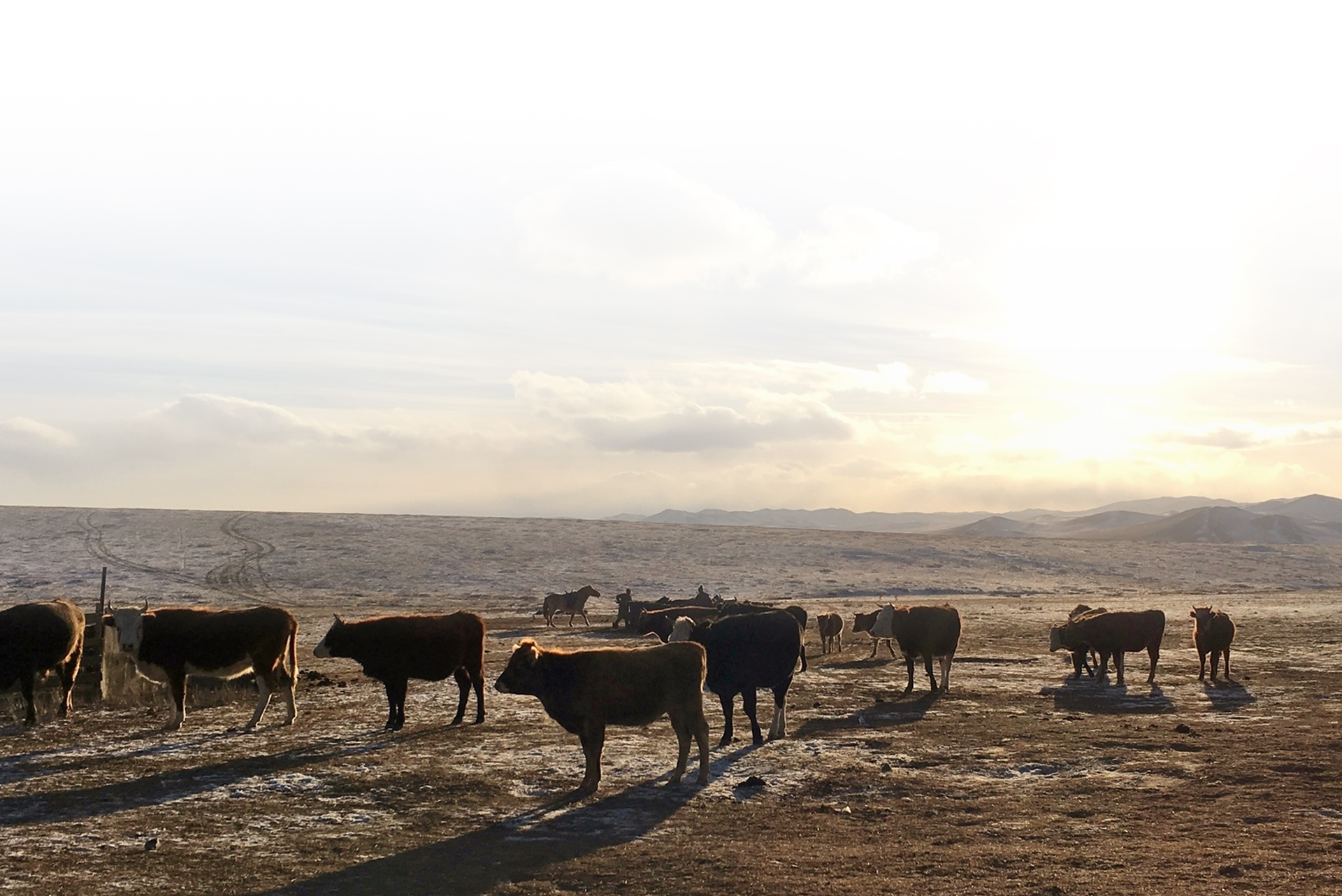 Natural Beef